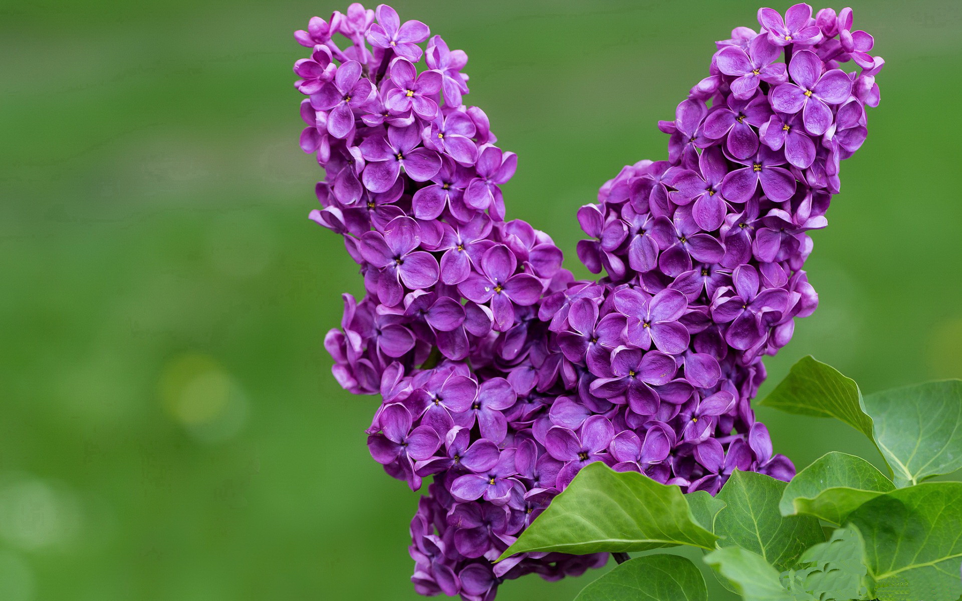 库兹马诺维奇在巴黎奥运会手球比赛中多次扑救对方角球，库兹马传球