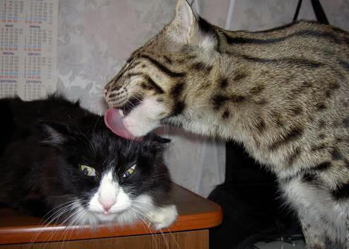 Kaiyun(中国)开云-意甲：拉齐奥3-1赢下斯佩齐亚，奥斯梅恩连续发力，拉齐奥队